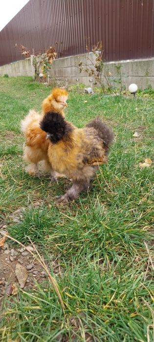 Vând pui de matase  japoneza sau schimb cu windote