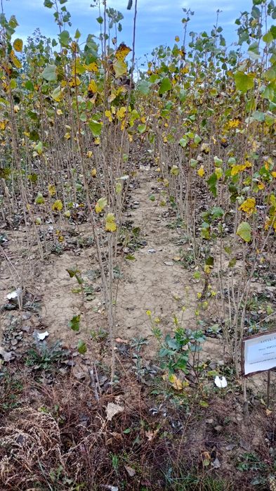 Puieți salcâm frasin fag carpen ulm plop mesteacăn brad molid Tei arin