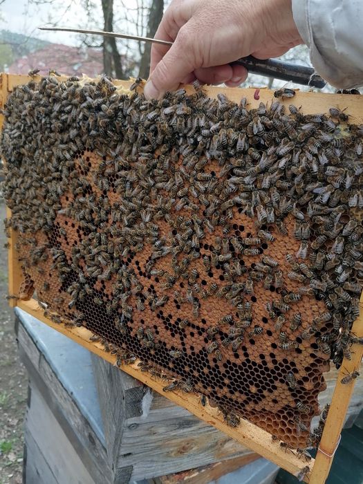 Vând 10 familii de albine