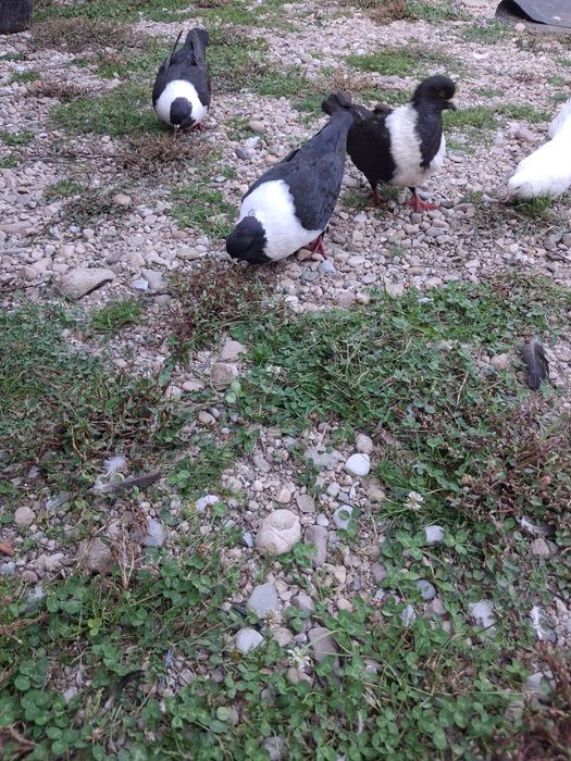 Vand porumbei stroseri negri