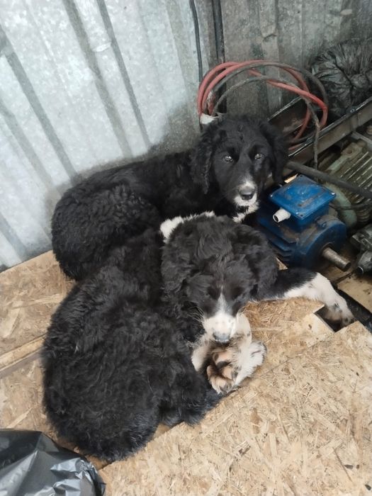 Тазы кушик сатылады