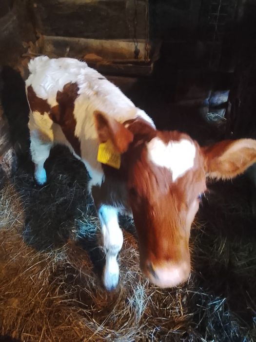 Продаётся телята бычки