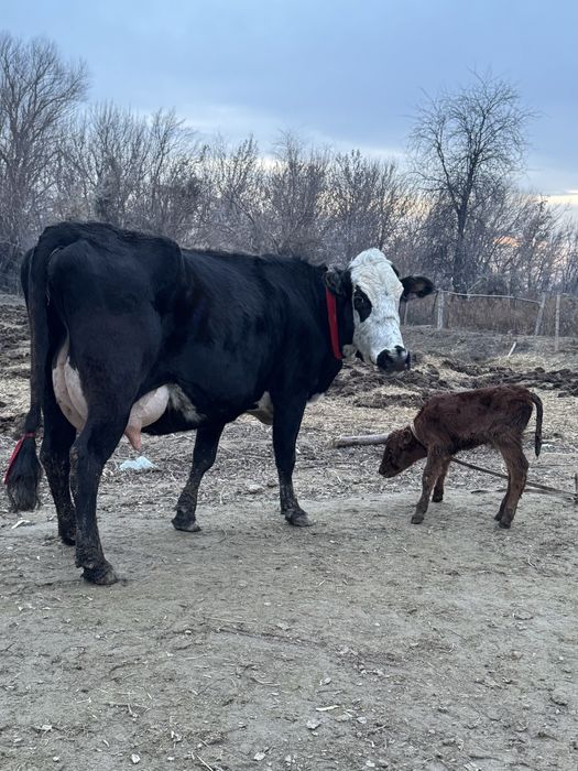 Порода Суттi сиыр