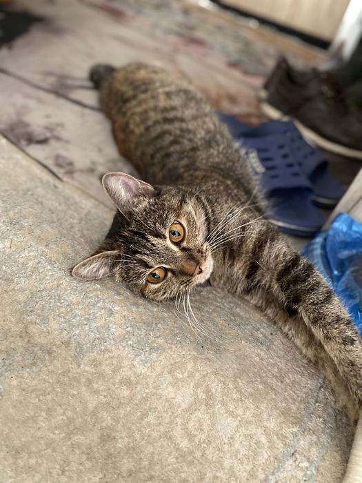 Кошка отдам в добрые руки и котенка