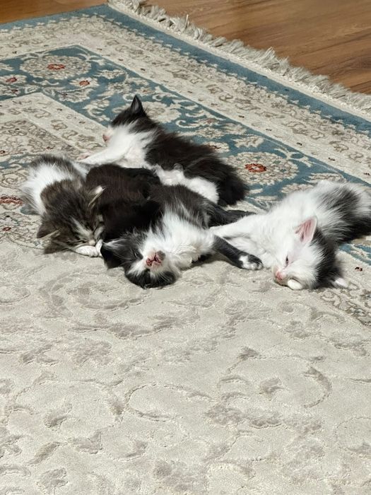 Домашние котята, умные, игривые