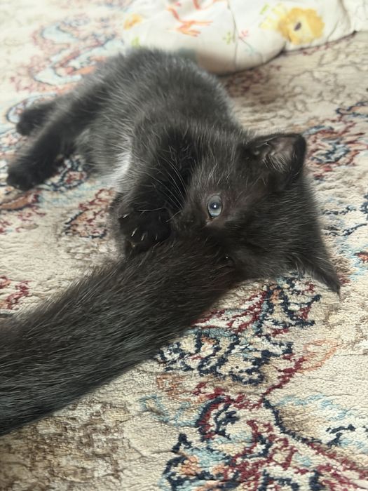 Котята вислоухие митисы