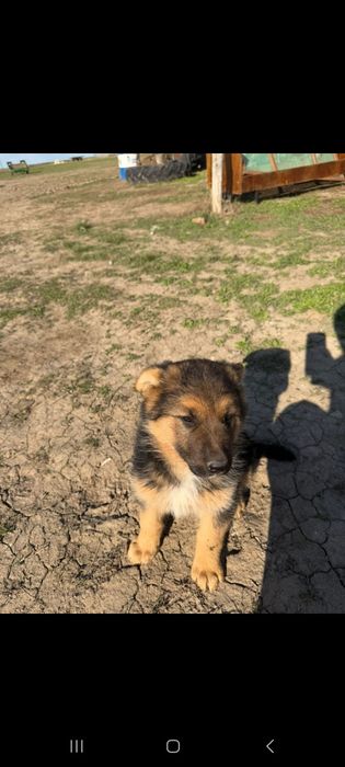 Немецкая овчарка