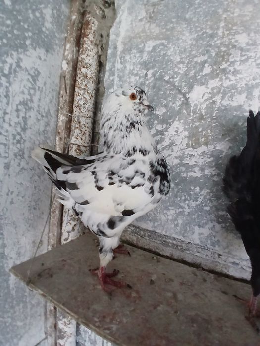 Porumbei kingi scurti pestriti