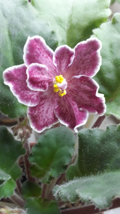 Продаются фиалки