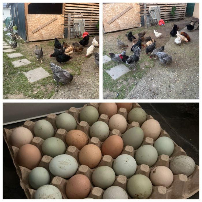 Vand pui de 1 zi dar si de 7 zilede la gaini Curcubeu