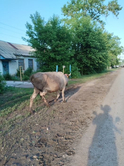 Продам корову двойную