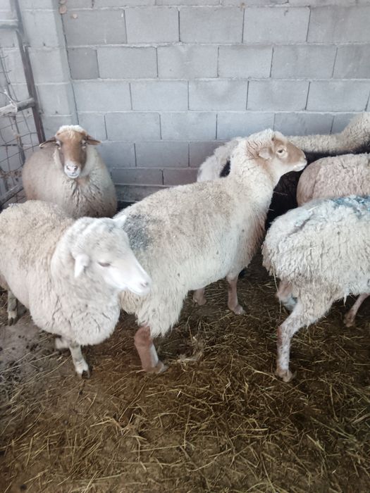 Семіз қойлар сатылады 70000 тенге