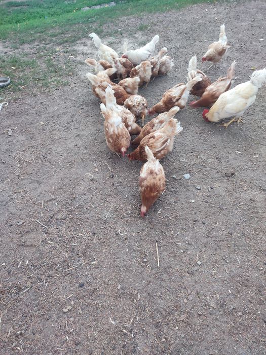 Куры Роуан браун