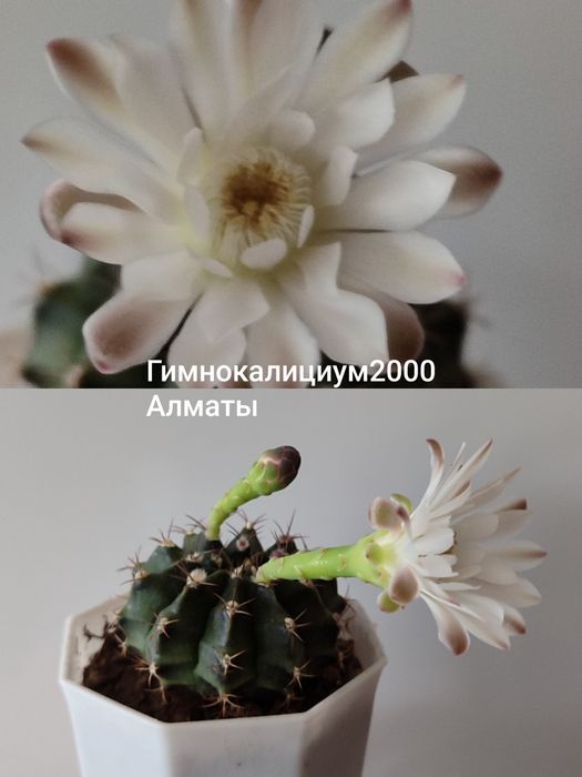 Кактус гимнокалициум