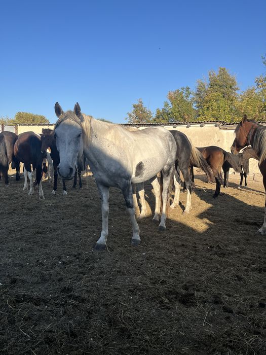 Үиір жылқы сатылады 29 бас