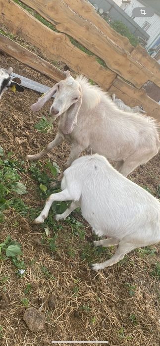 Продам козла на племя