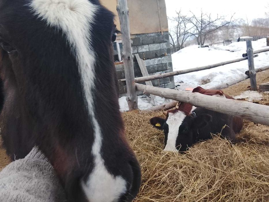 Продам жеребчика или обмен