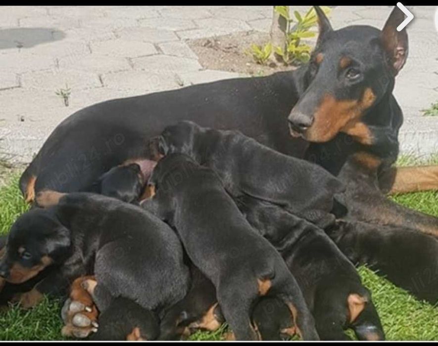 Doberman căței...