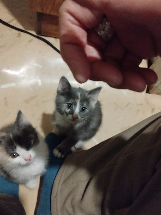 4 котенка в добрые руки