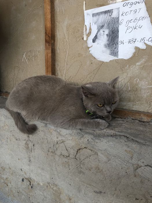 Кошка глей красавиц 2 года