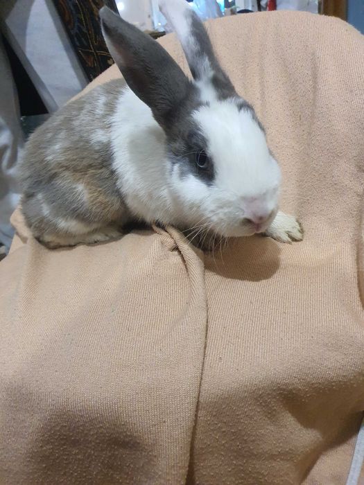 Продам  срочно  Кроликов