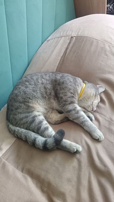 Продам кота мальчик