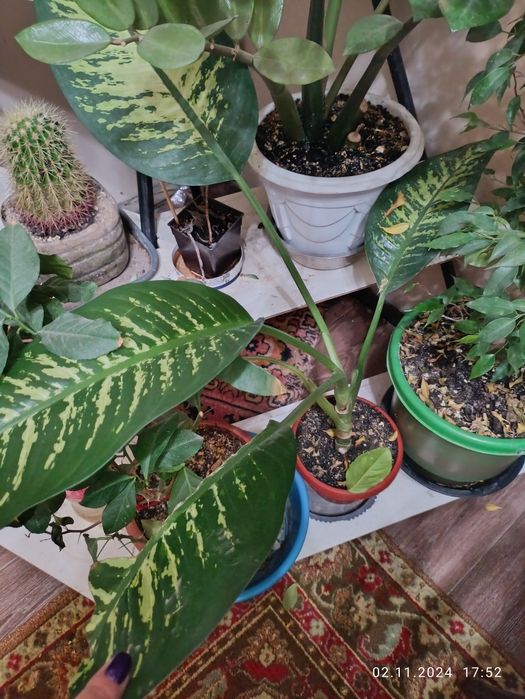 Продам комнатные цветы