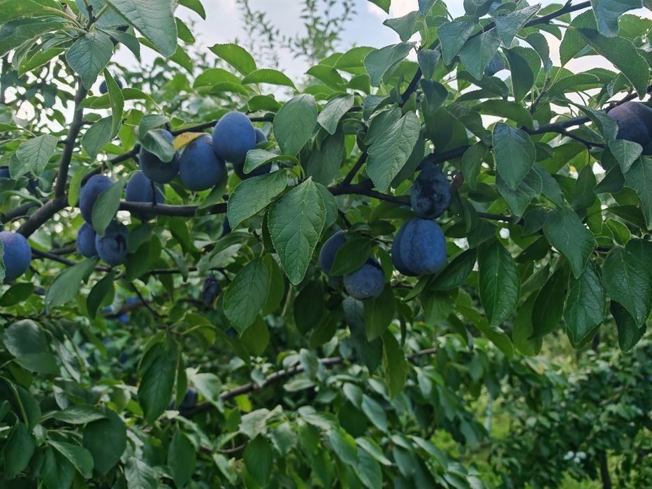 Vând prune producție proprie