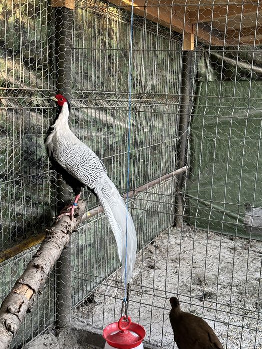 Pauni, fazan auriu pe galben si pe rosu, fazan argintiu si porumbei voiajori albi