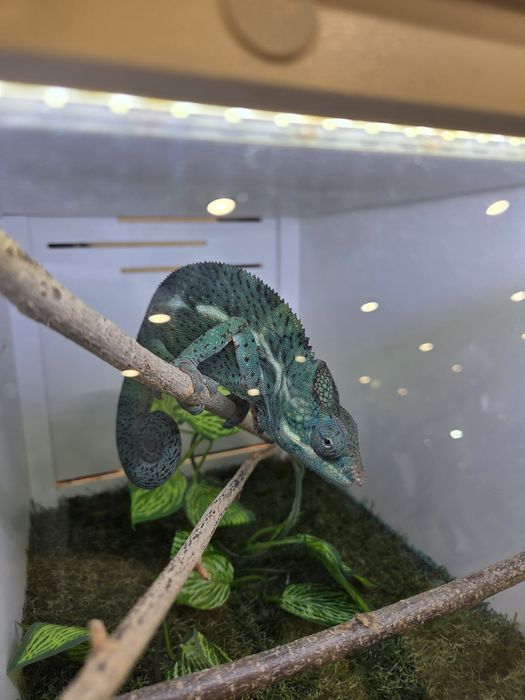Furcifer pardalis cameleon