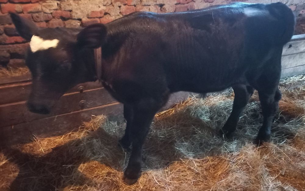 Vând 2 viței Angus