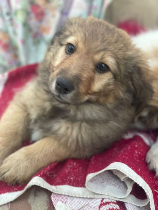 Отдадим щенят