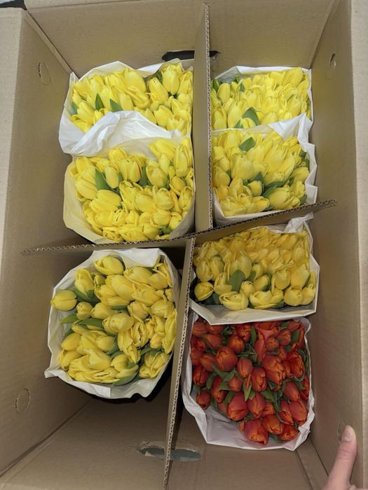 Тюльпаны к 8 Марта  Оптом и в розницу.