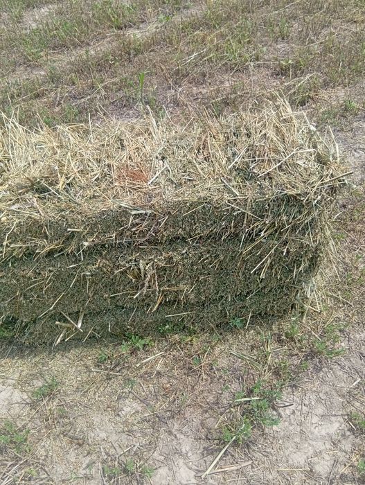 Продоияча лучерна первый пакос