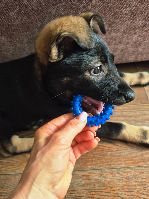 Отдам щенка-девочку