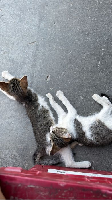 Spre adoptie … doi pisoi