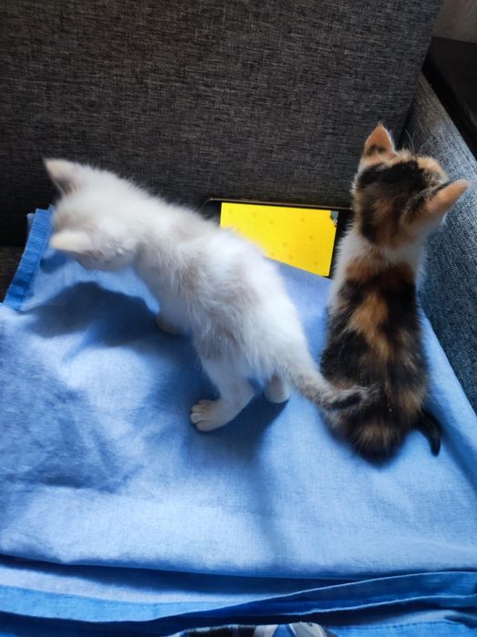 Котята девочки 5 мальчики2