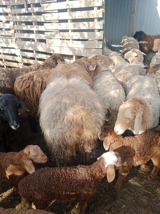 Продаем баранов!