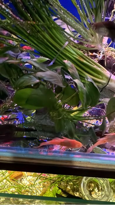 Прода анцитрусов