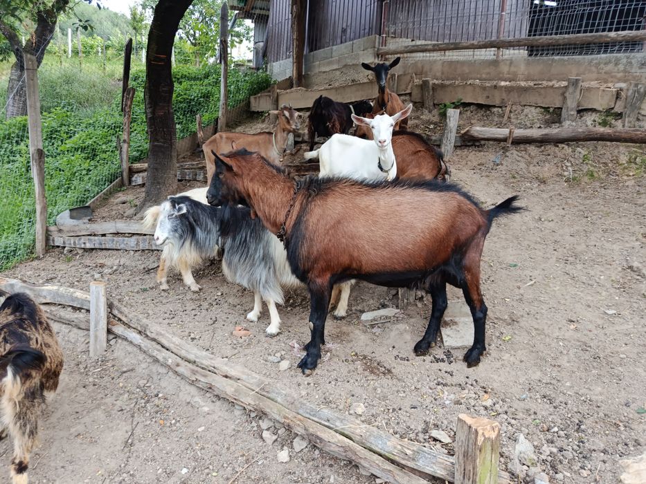 Țap Alpin Francez