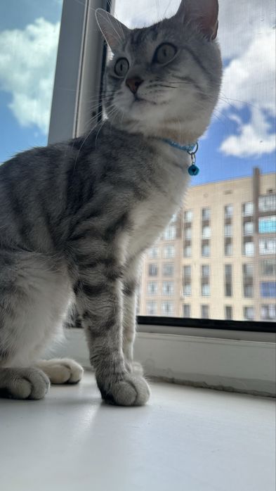 Срочно продам кота