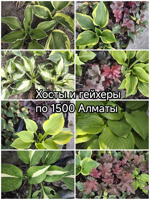Ель, барбарис, гибискус,пихта