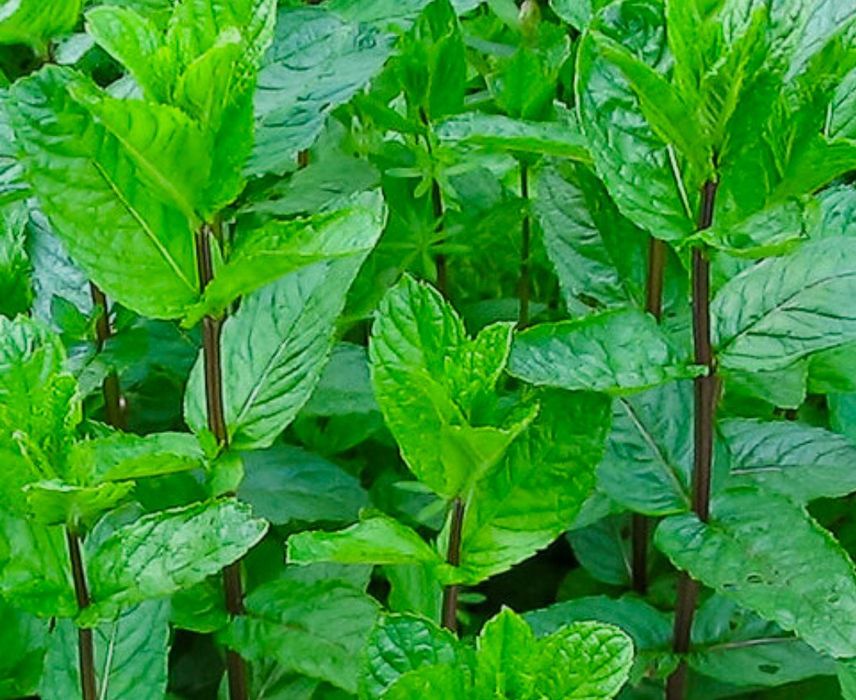 Продам мяту домашняя