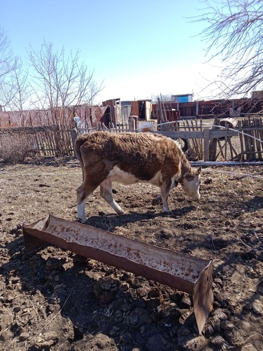 Продам либо обмен на телят