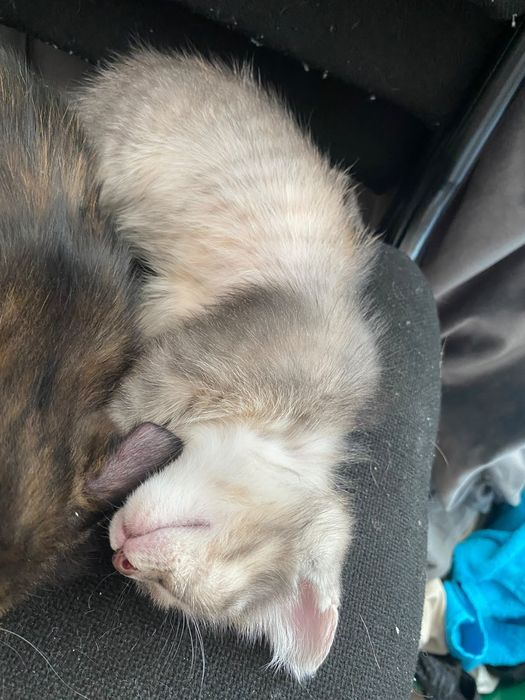 Котята бесплатно