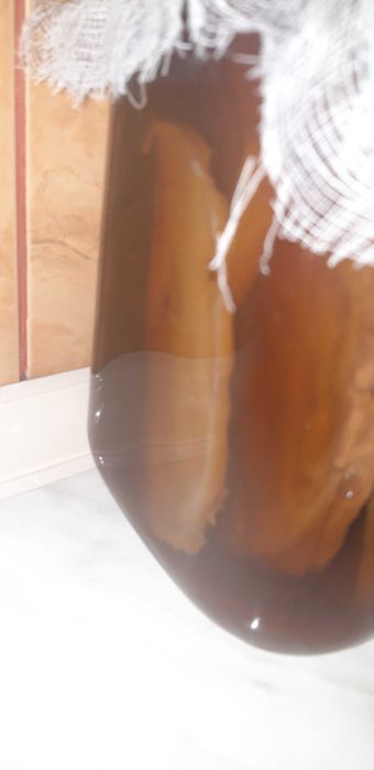 Ciuperca Kombucha ceai