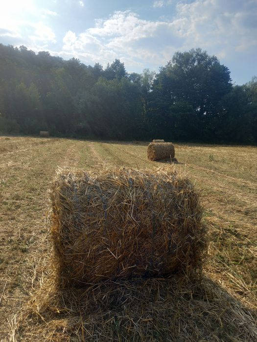 Baloti Paie Grau/Triticale