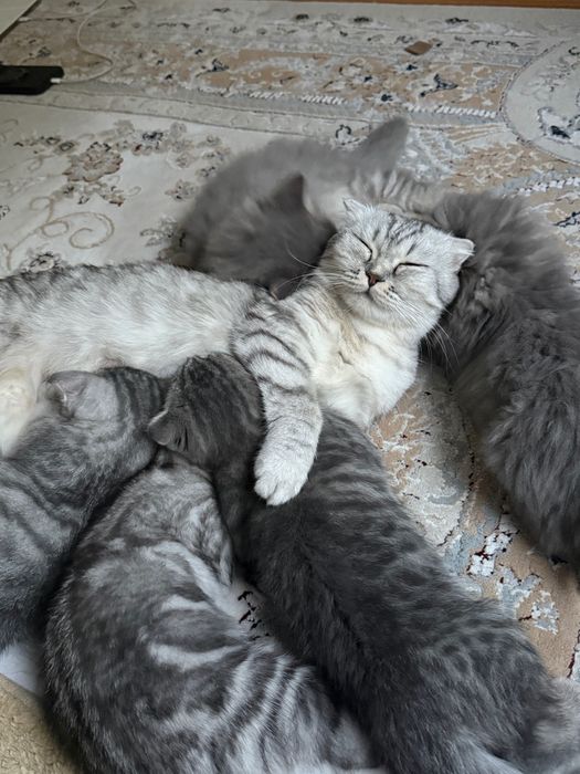 Шотландские вислоухие котята
