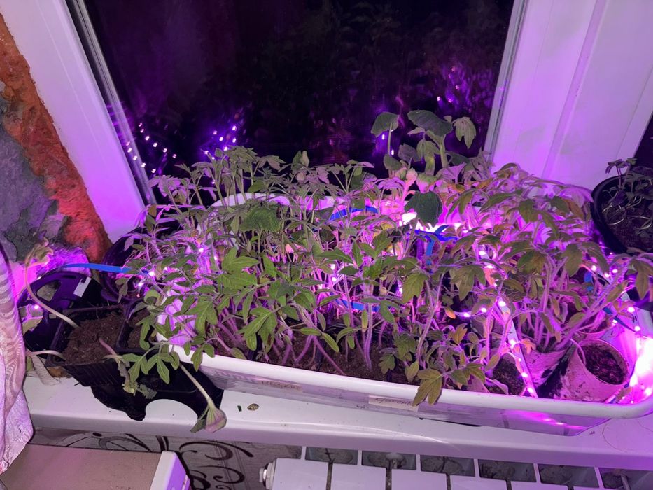 Продам рассаду помидоры
