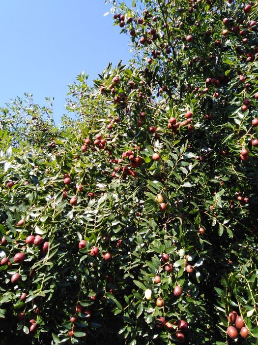 Хинап - китайска фурма - джинджи, фиданки